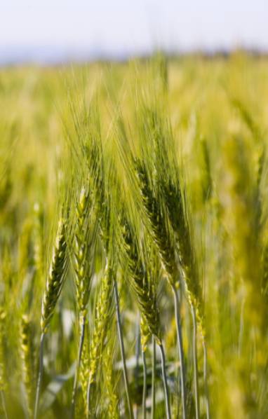 wheat image